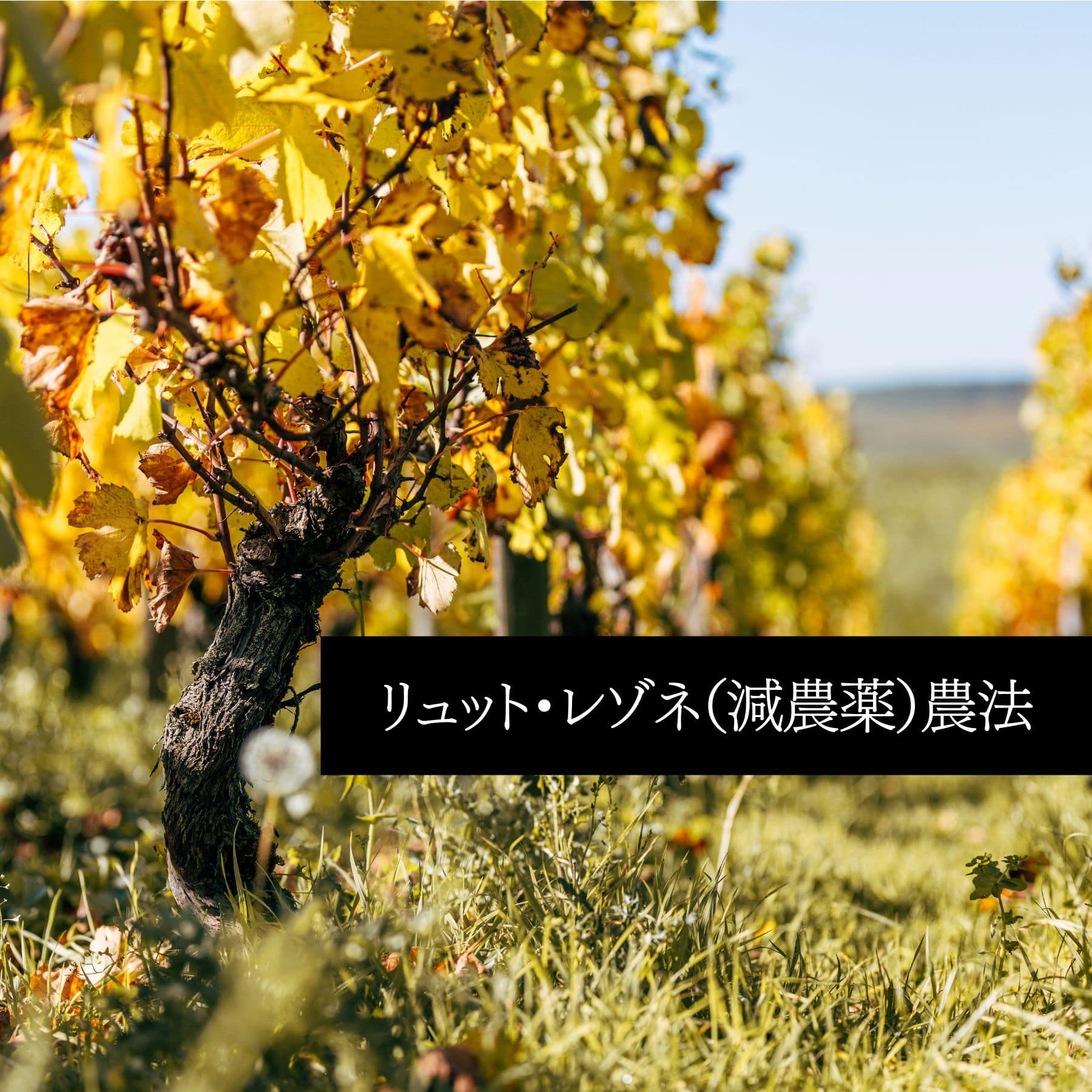 シャブリ ラ・ピエレレ 2022