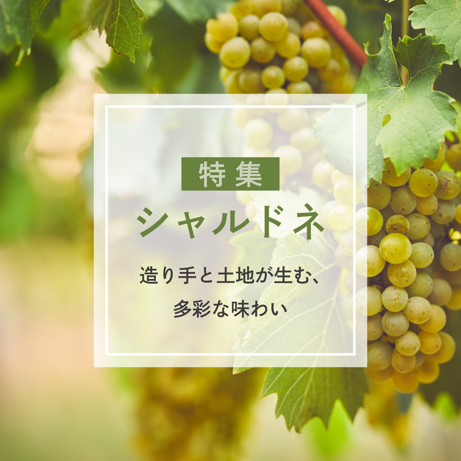 シャルドネ特集 | 造り手と土地が生む、多彩な味わい