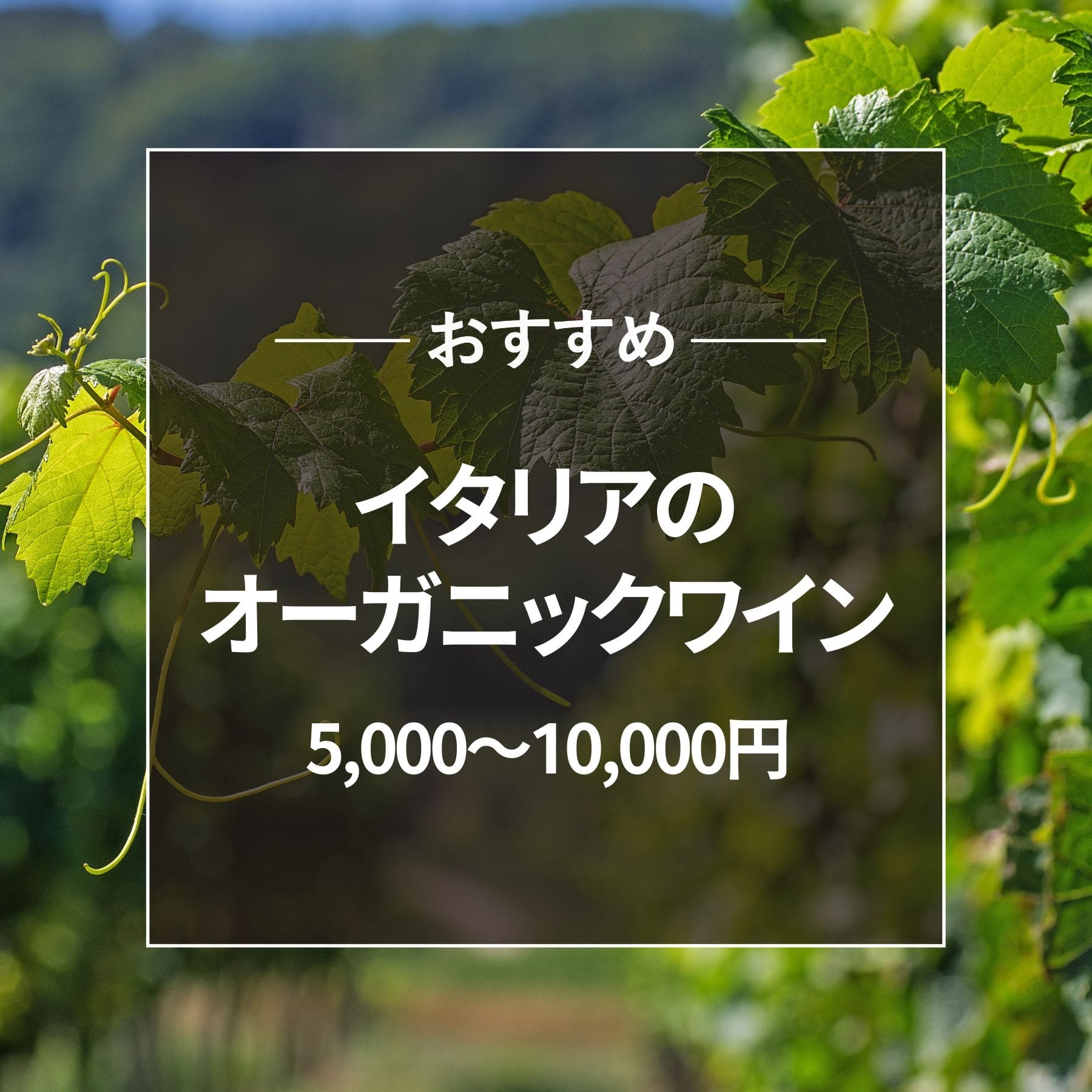 おすすめ イタリアオーガニックワイン 10000円以上