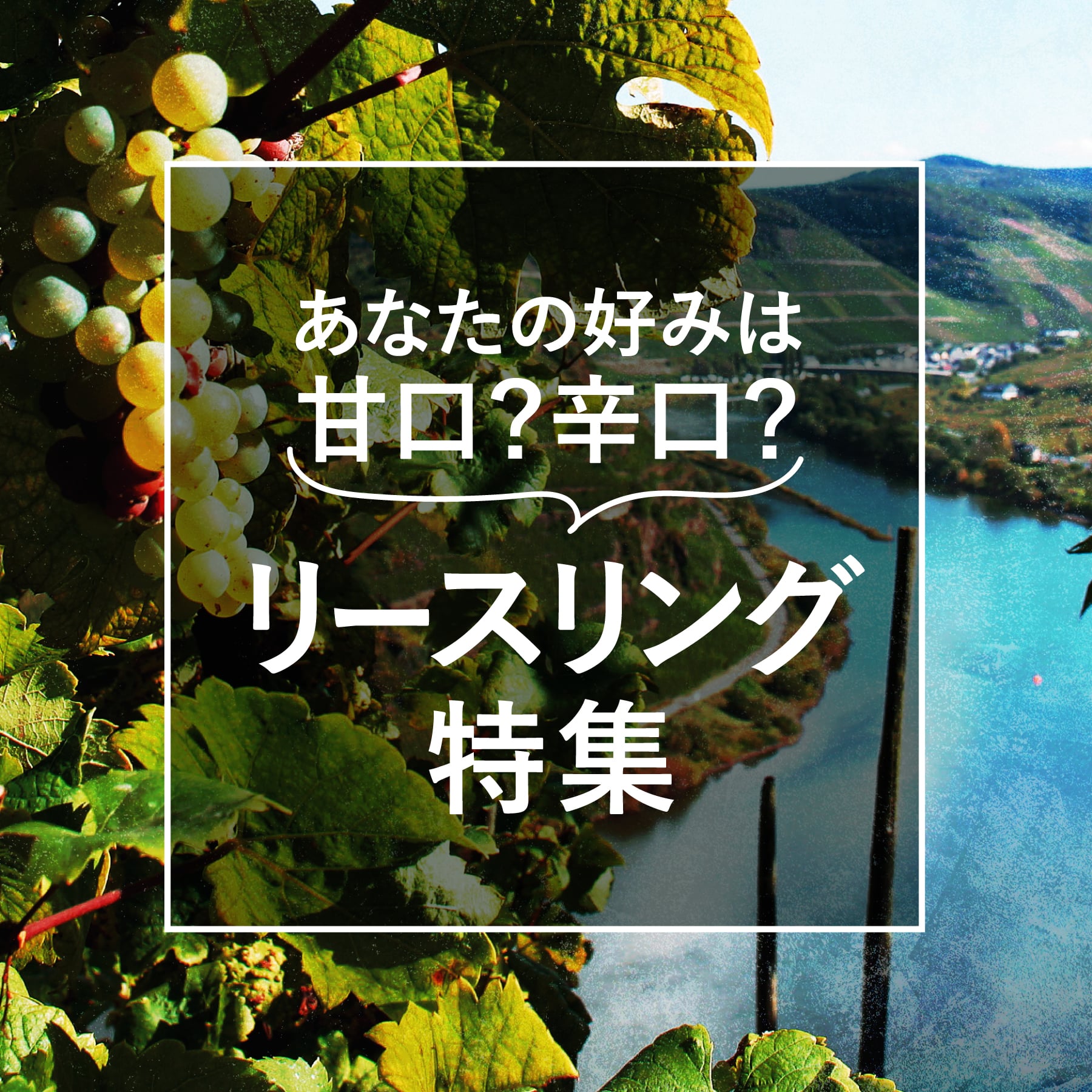 リースリング特集 | 甘口？辛口？ あなたのお好みのタイプはどれ？