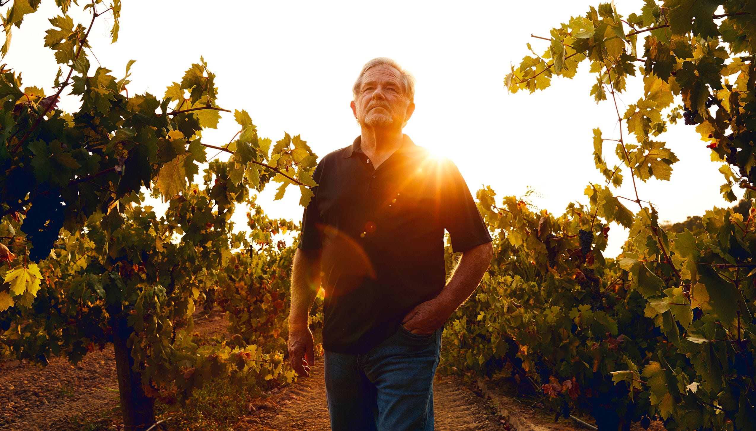 デリカート・ファミリー・ヴィンヤーズ