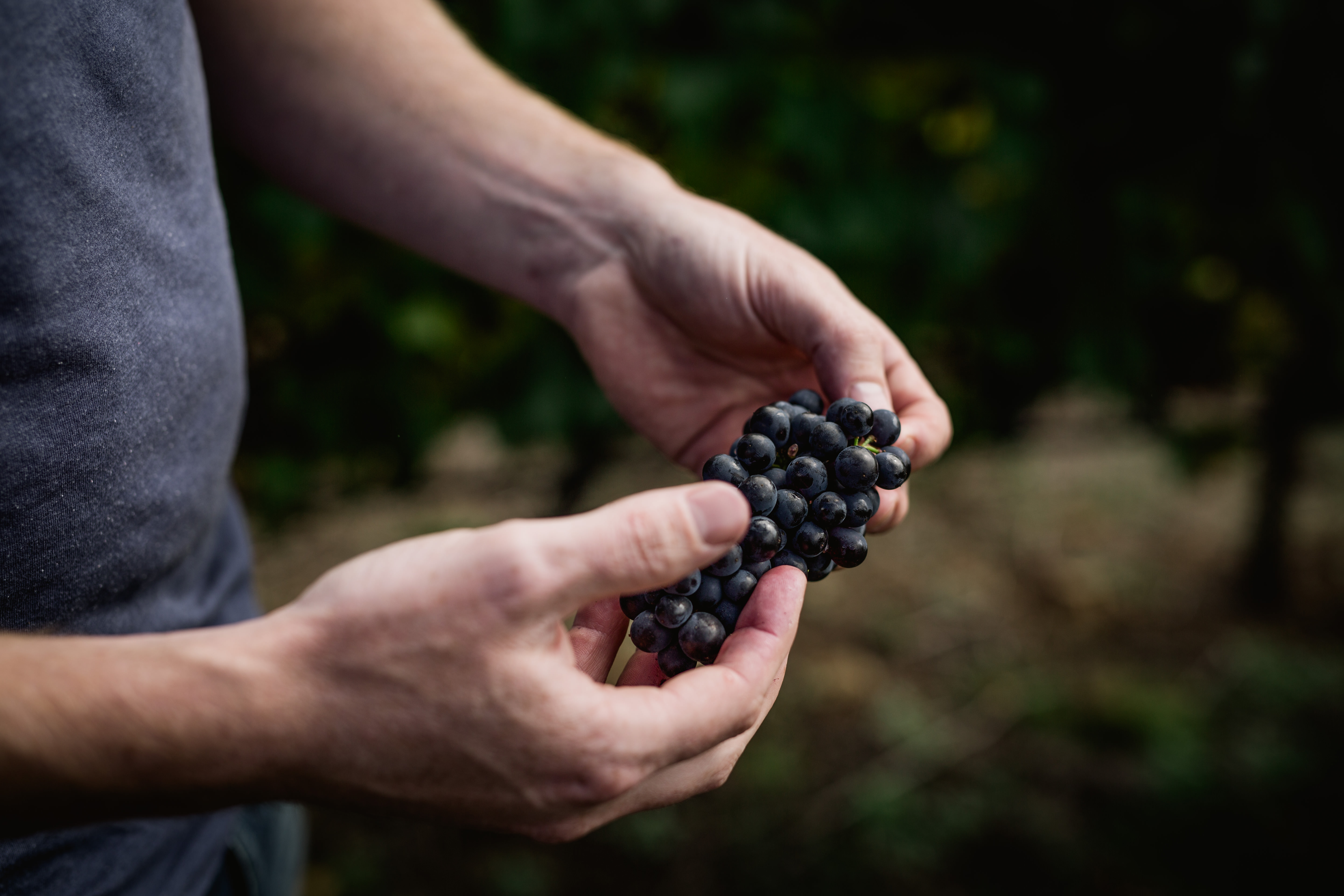 グレッツァー・ディクソン