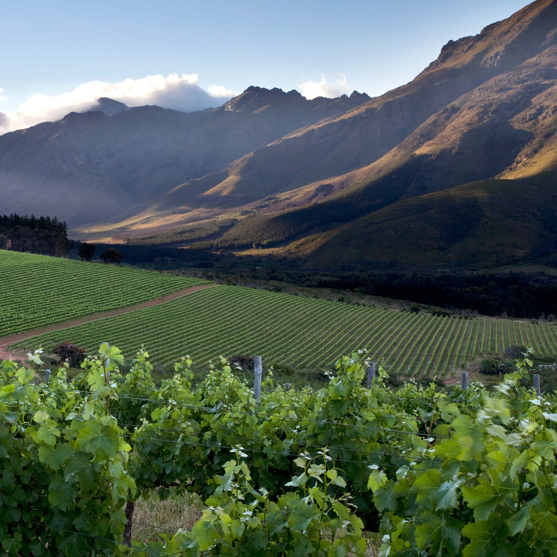 スターク･コンデ オゥデ･ネクター