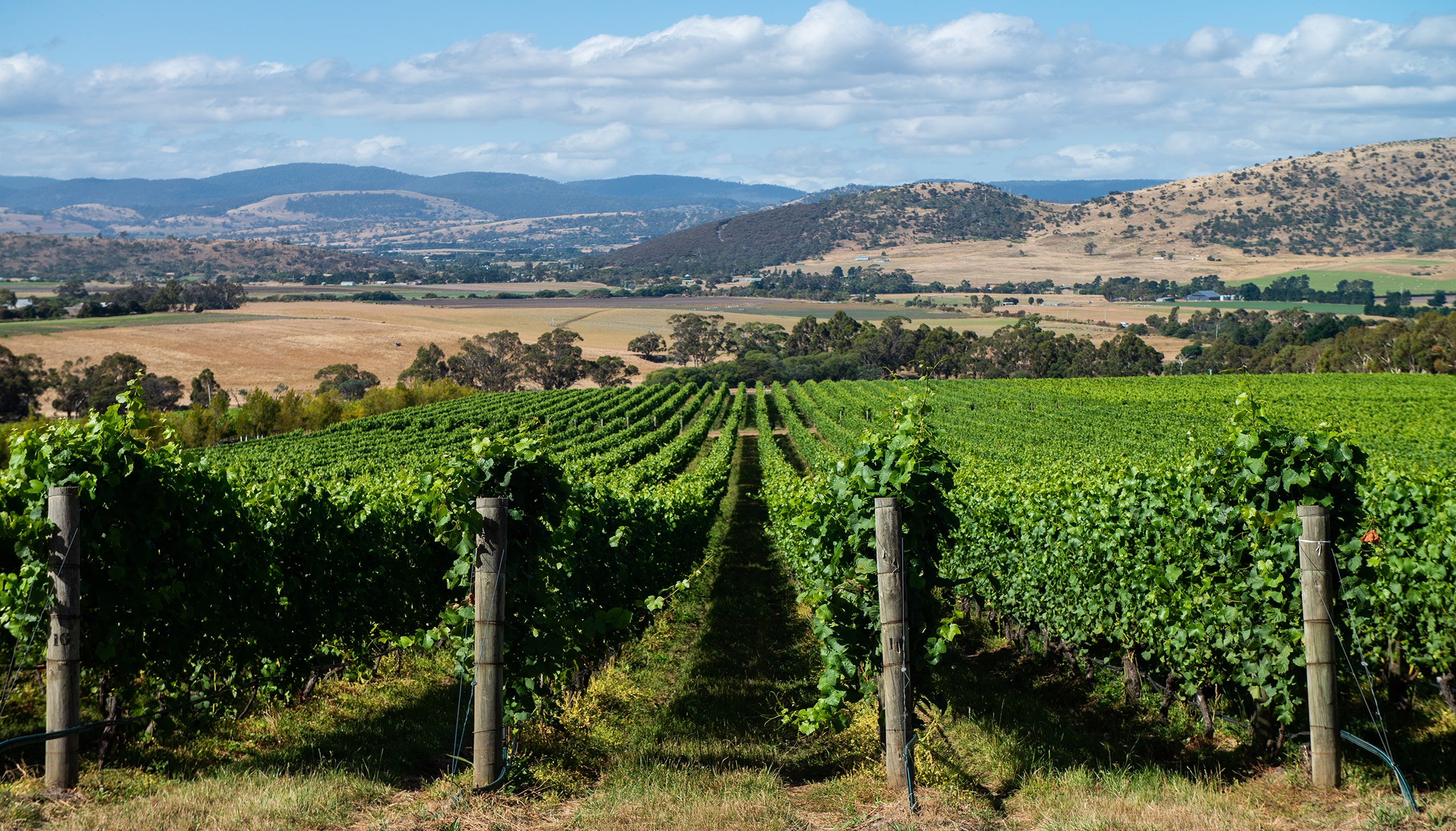 トルパドルの畑
