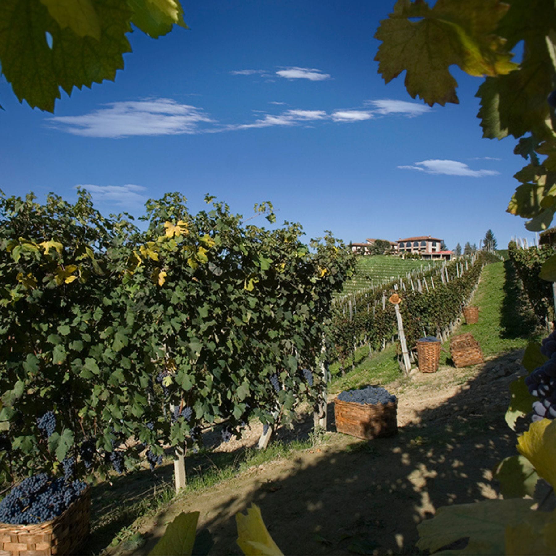 ブルーノジャコーザ収穫