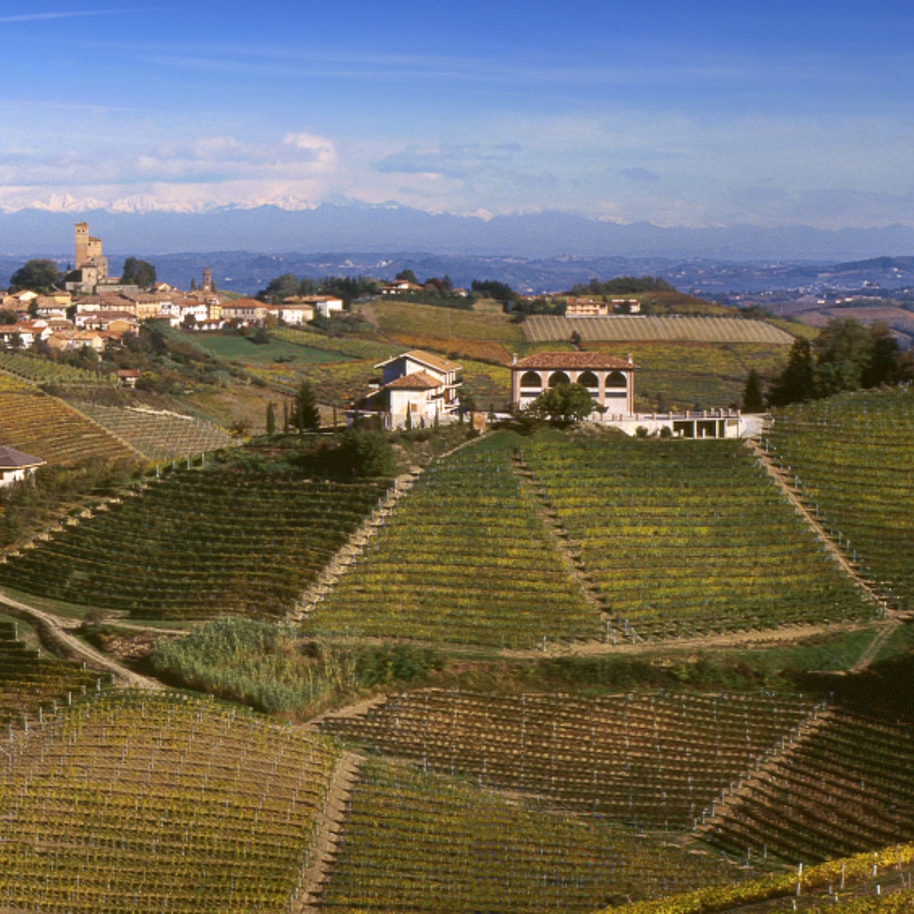 ブルーノジャコーザのファレット