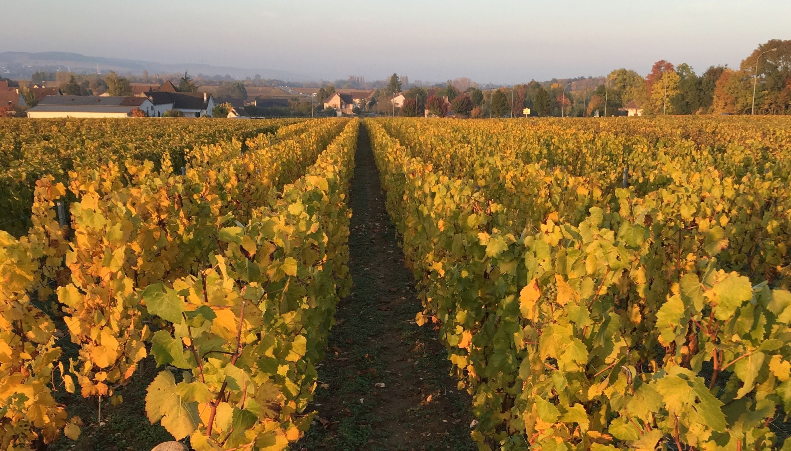 ピュリニー・モンラッシェ