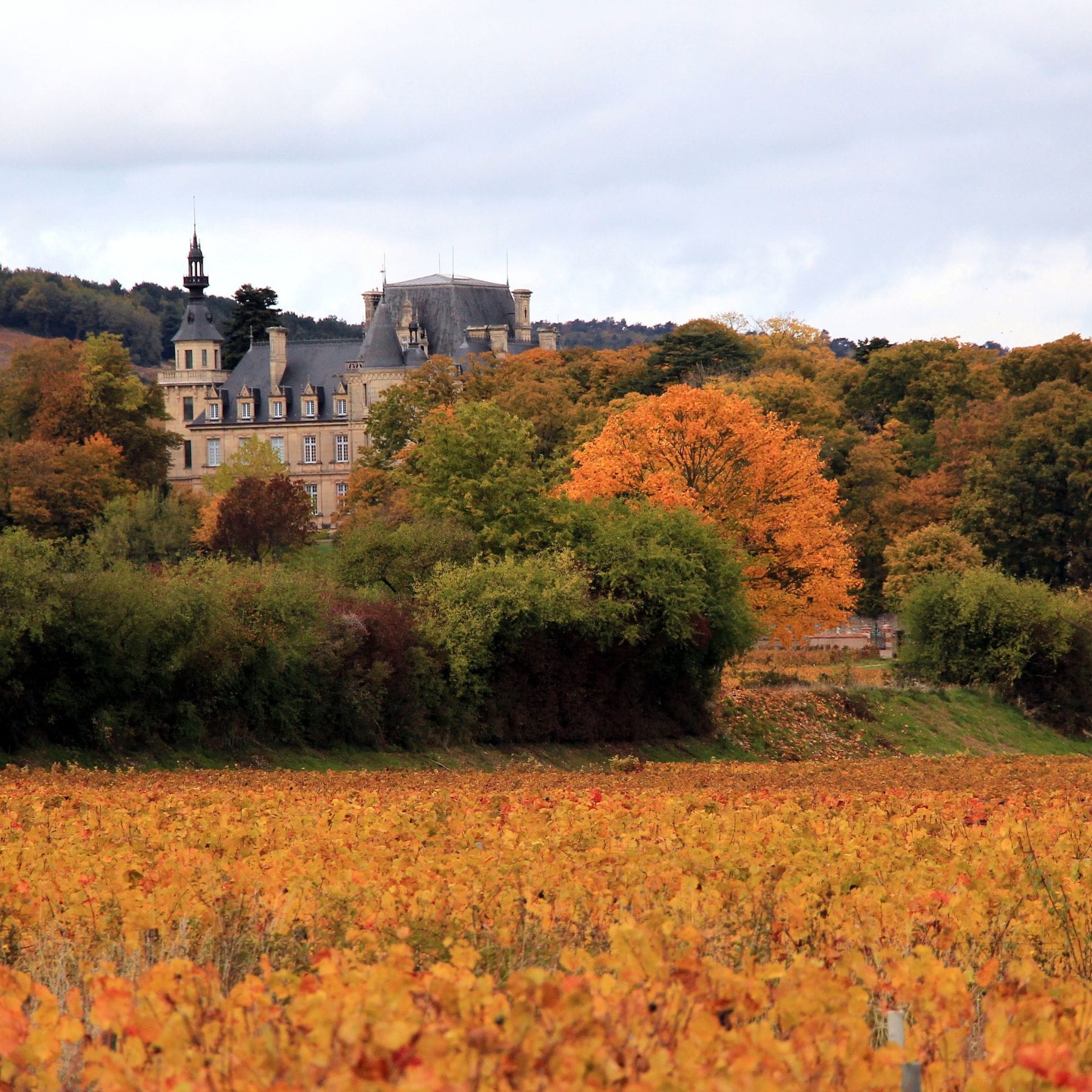 ドメーヌ・マルシャン・グリヨ