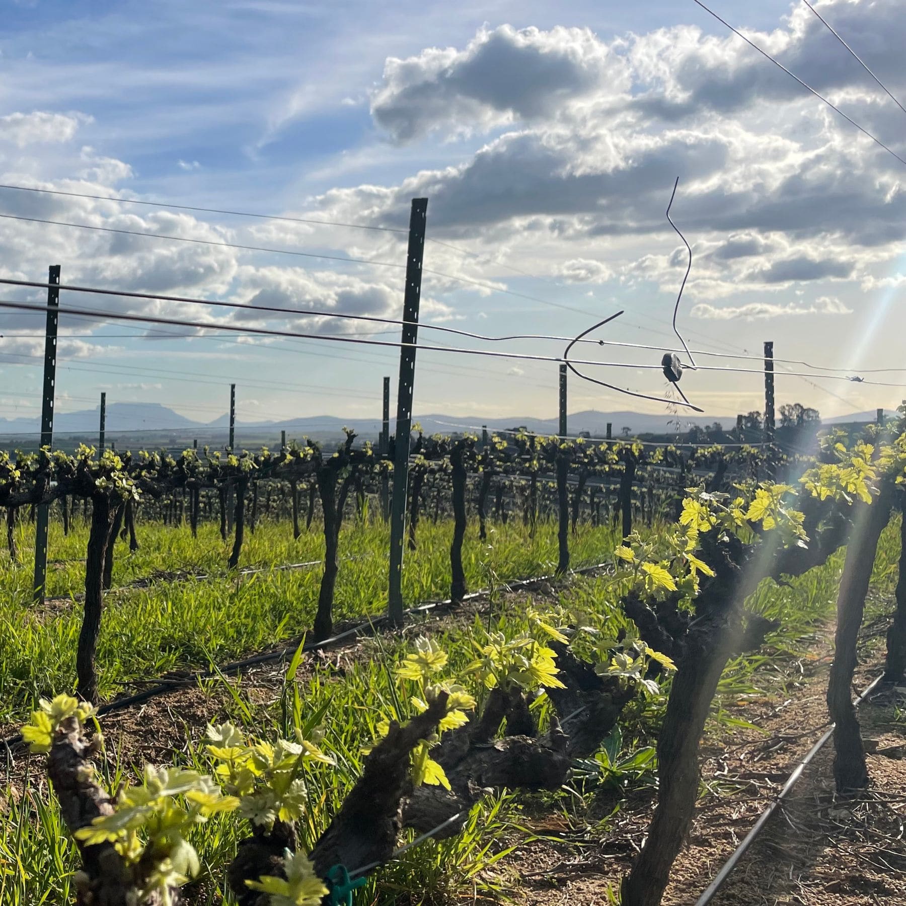 man-vintners