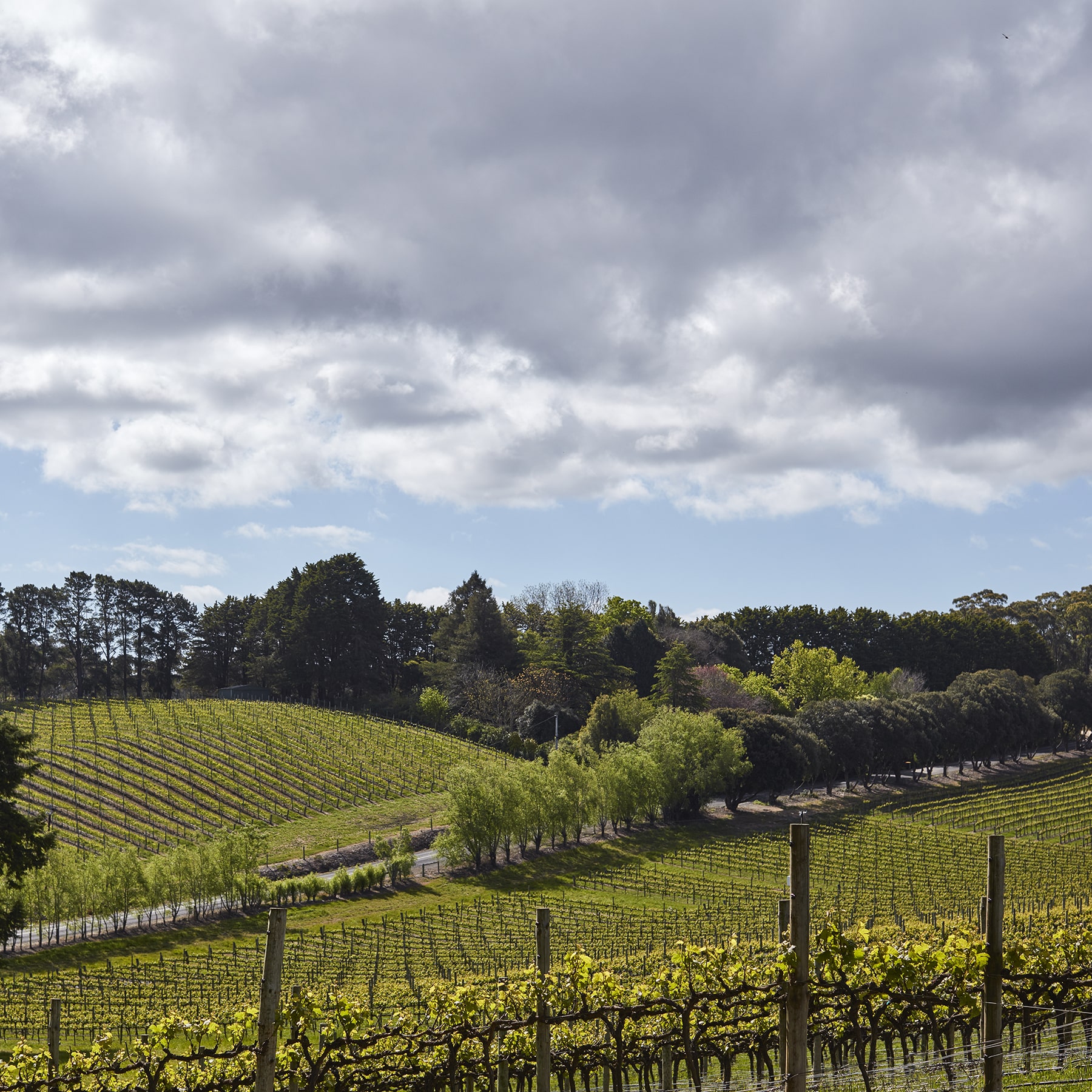 レンズウッド･ヴィンヤード シャルドネの畑